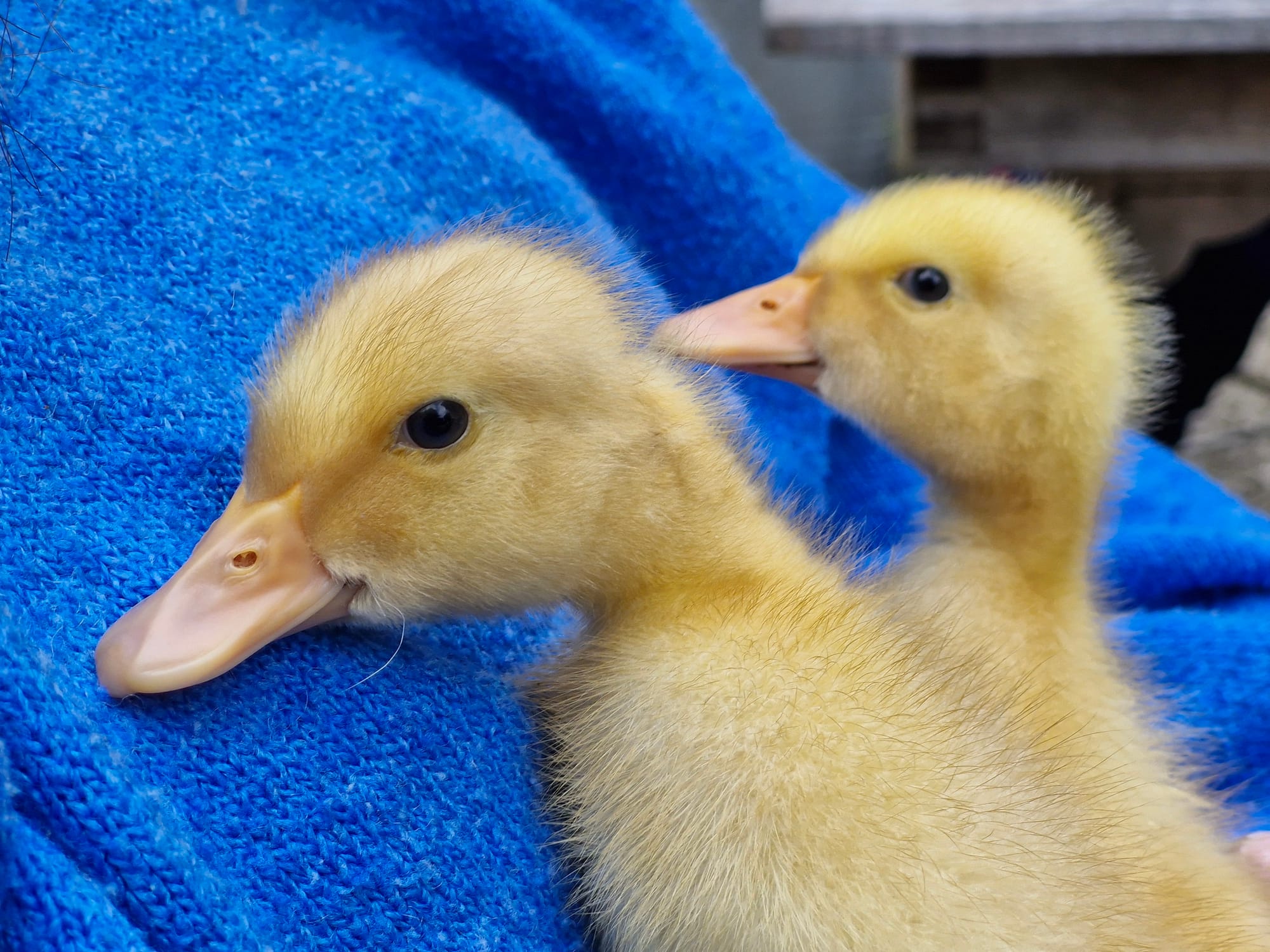 𝟷 Der Beginn von Entenhausen