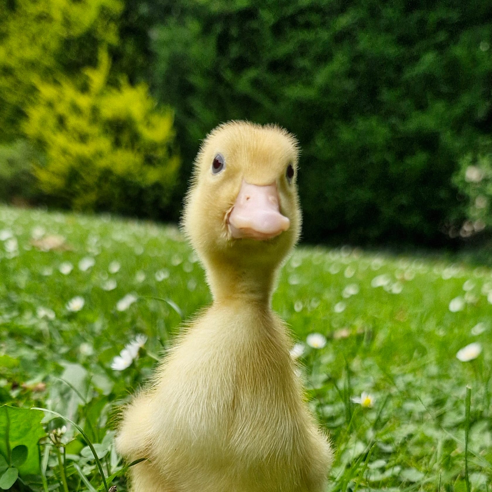 𝟸 Entastischer Zuwachs