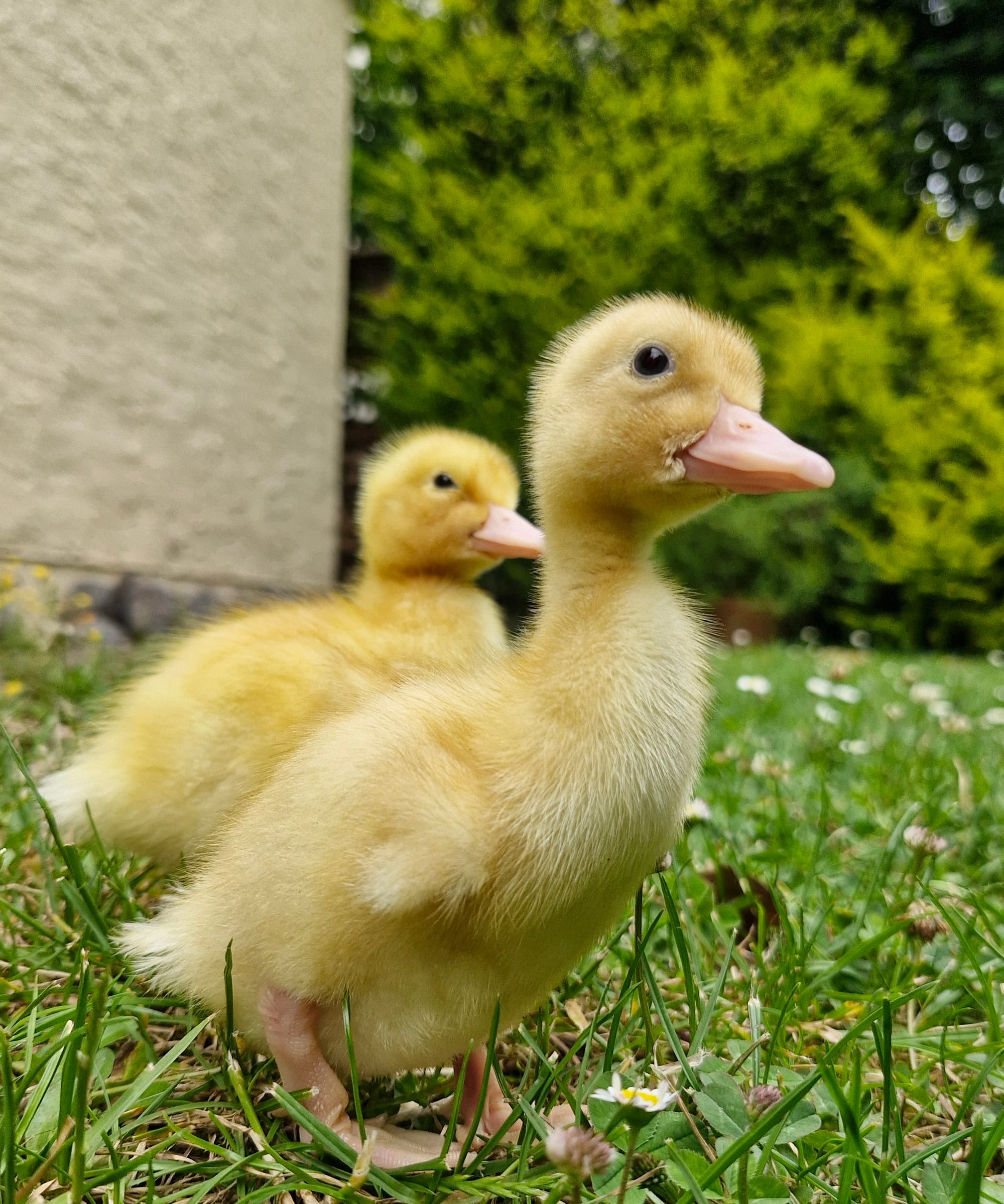 𝟹 Die neue Realität in Entenhausen