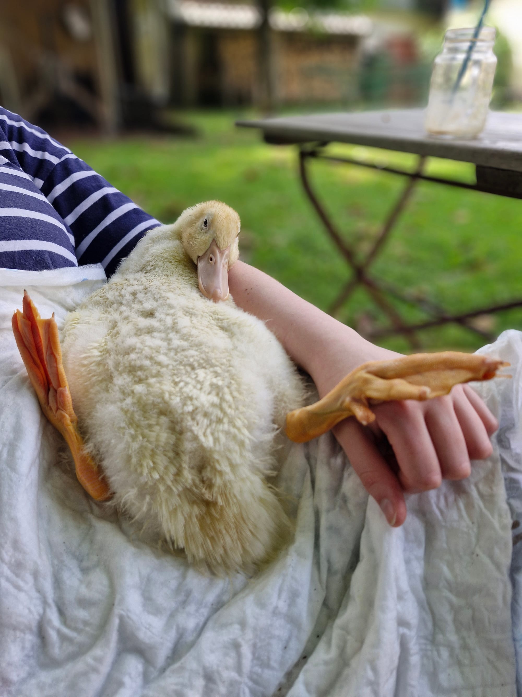 𝟽 Kuriositäten bei den Enten