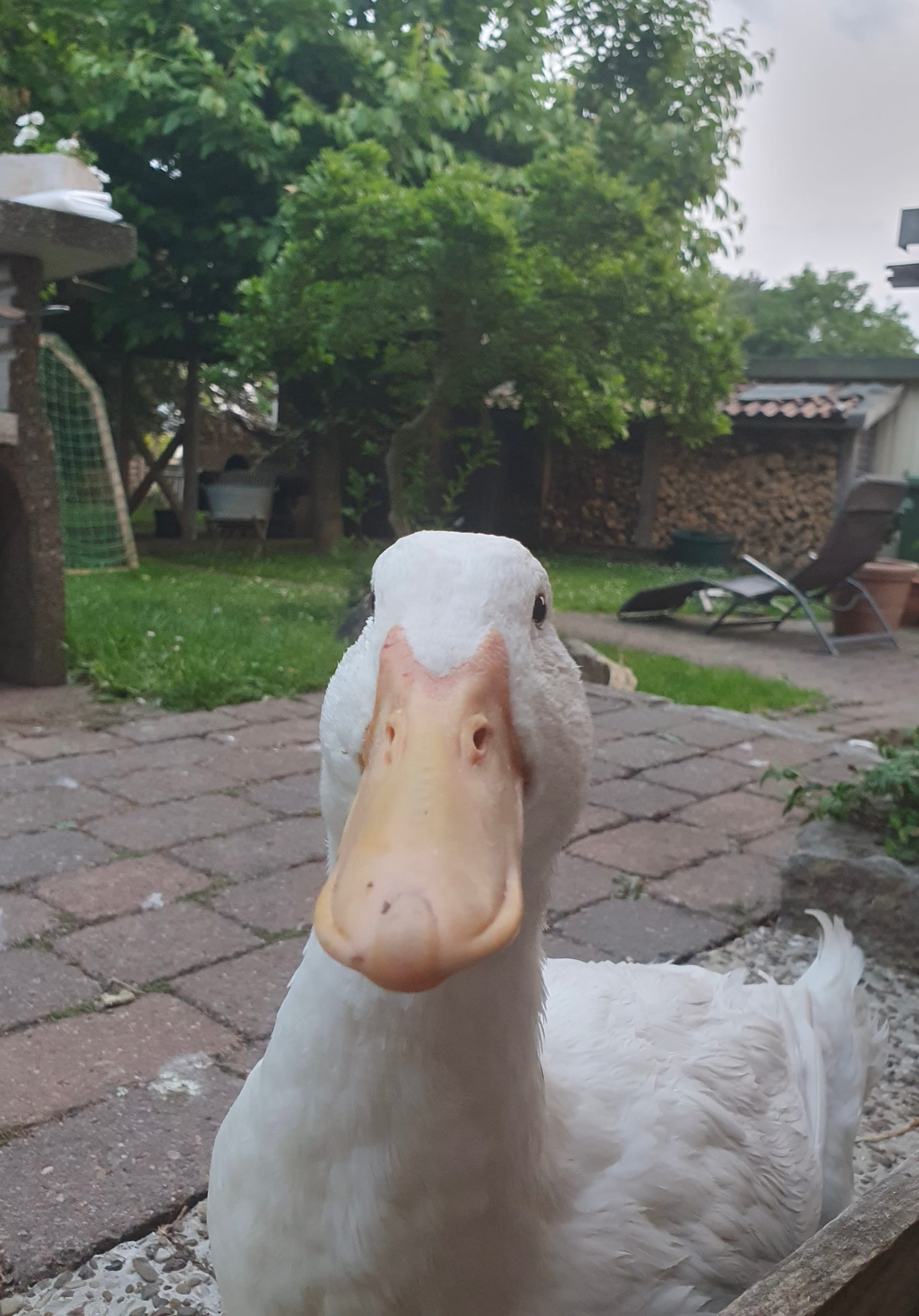 13. Zweifel und Schnabel