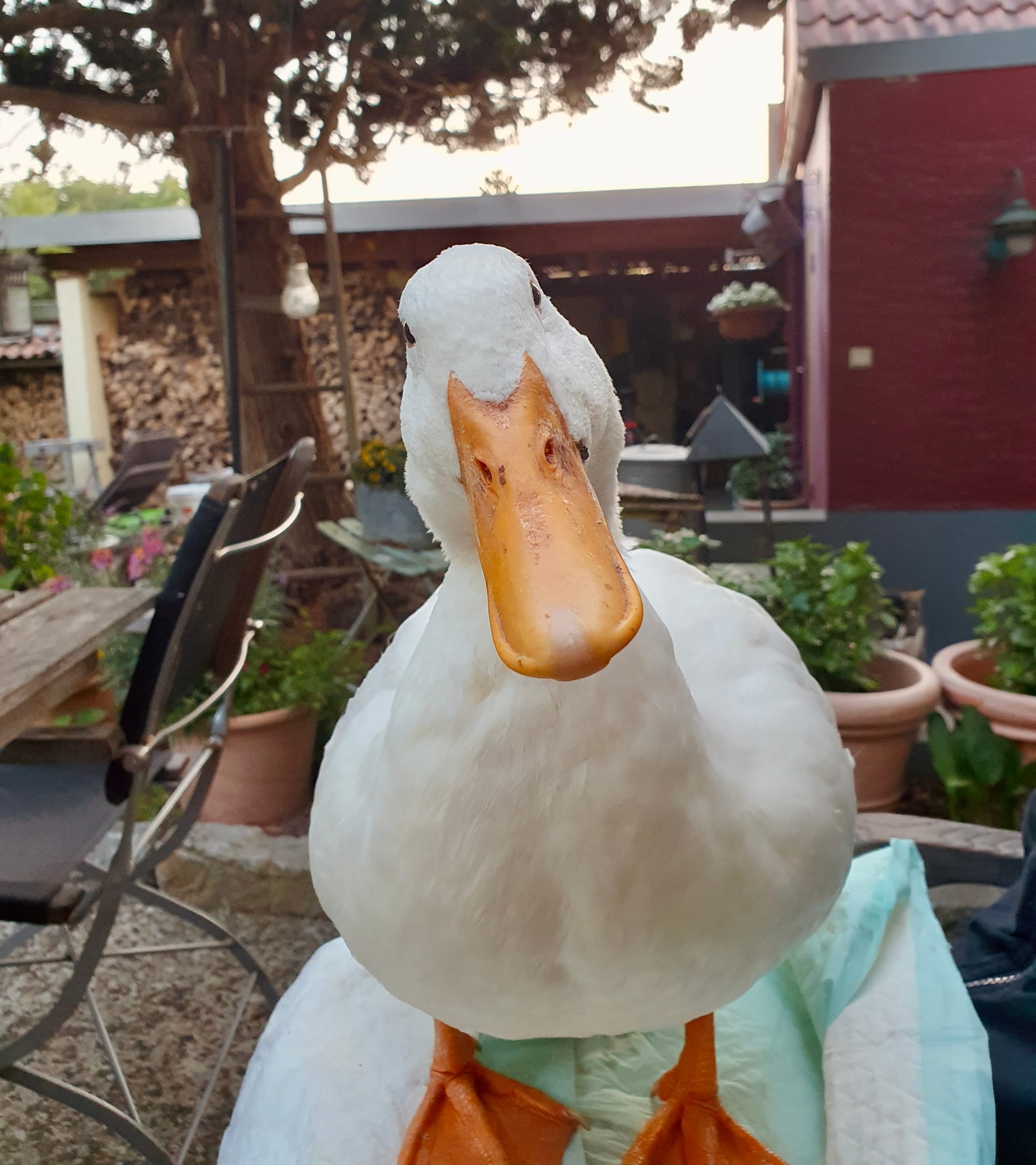 14. Das Geheimnis der blauen Gießkanne