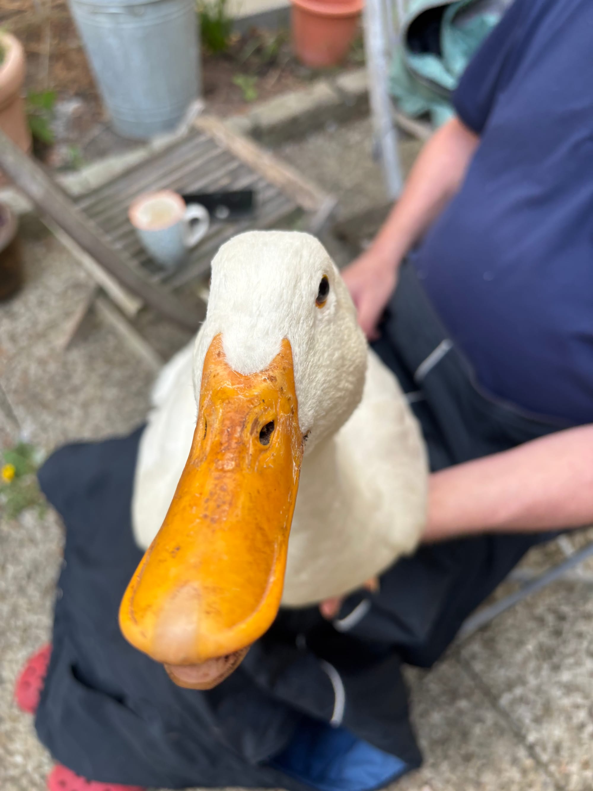 16. 🦆 Müßiggang – die Enten hängen ab