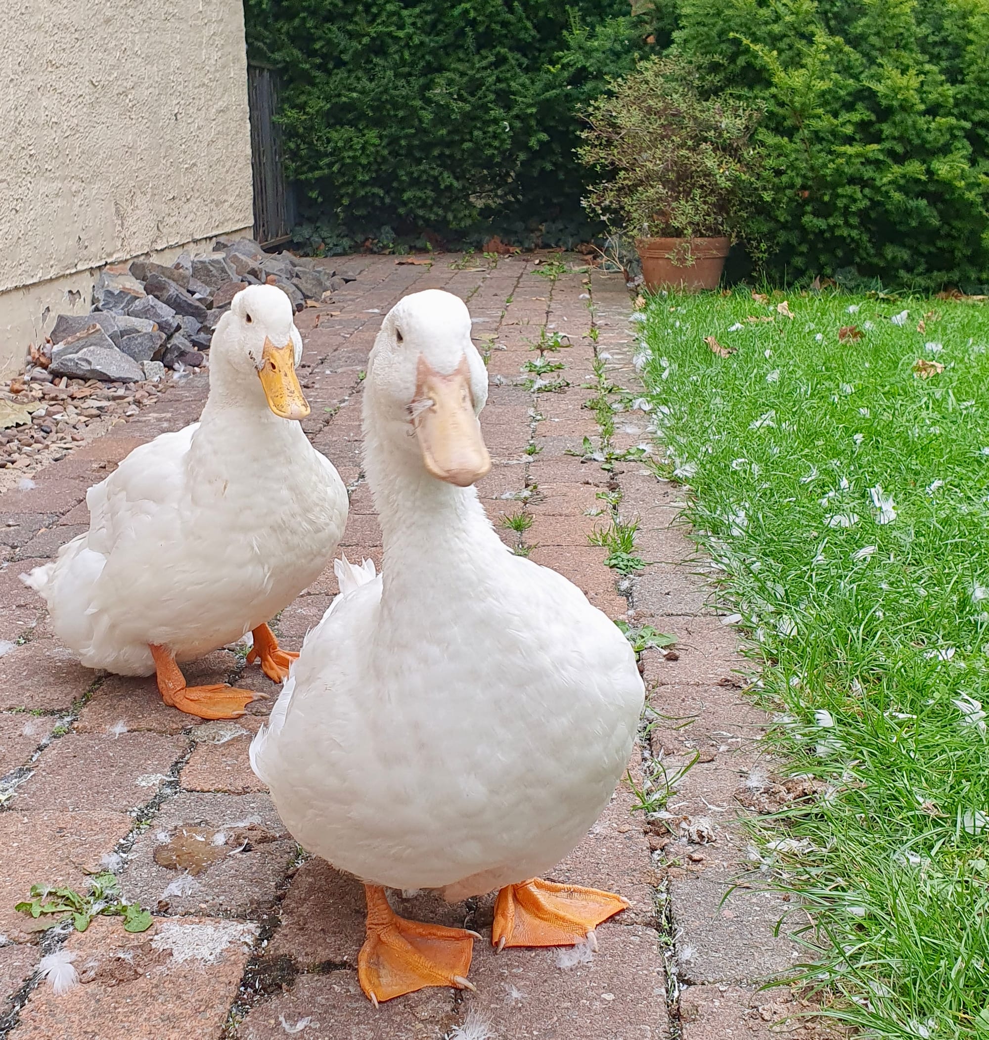 18. Von Schnattern, Schweigen und wirklichem Zuhören