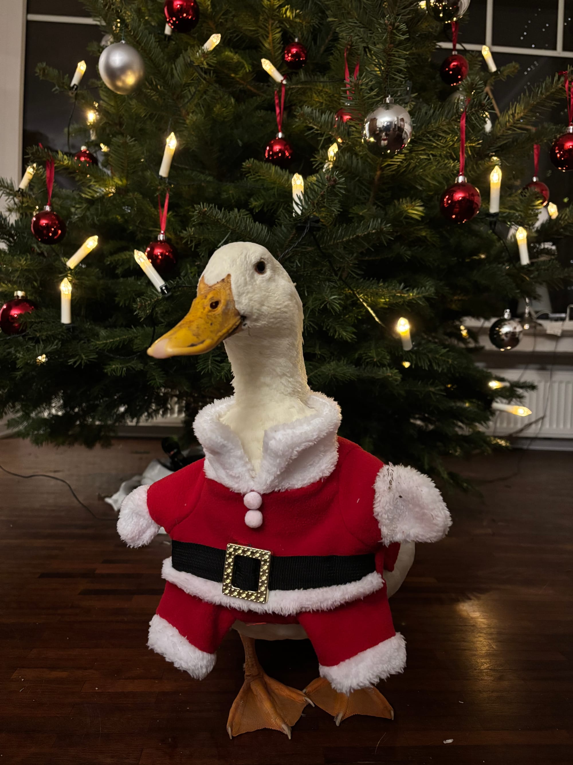 20. Ein Nikolaus mit Schnabel