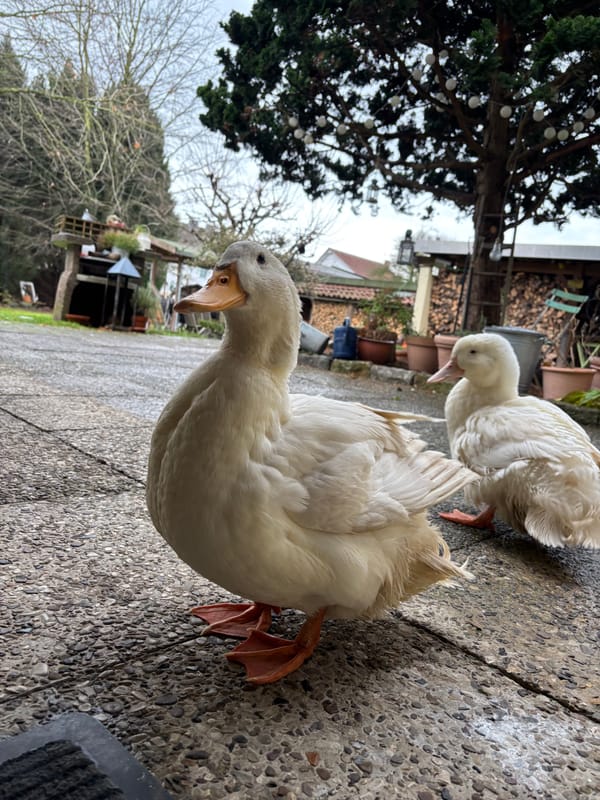 9. Sie gehören einfach dazu