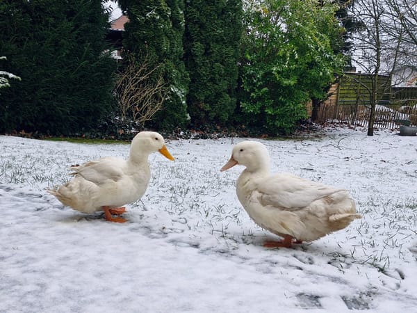 10. Kurios – oder einfach menschlich?