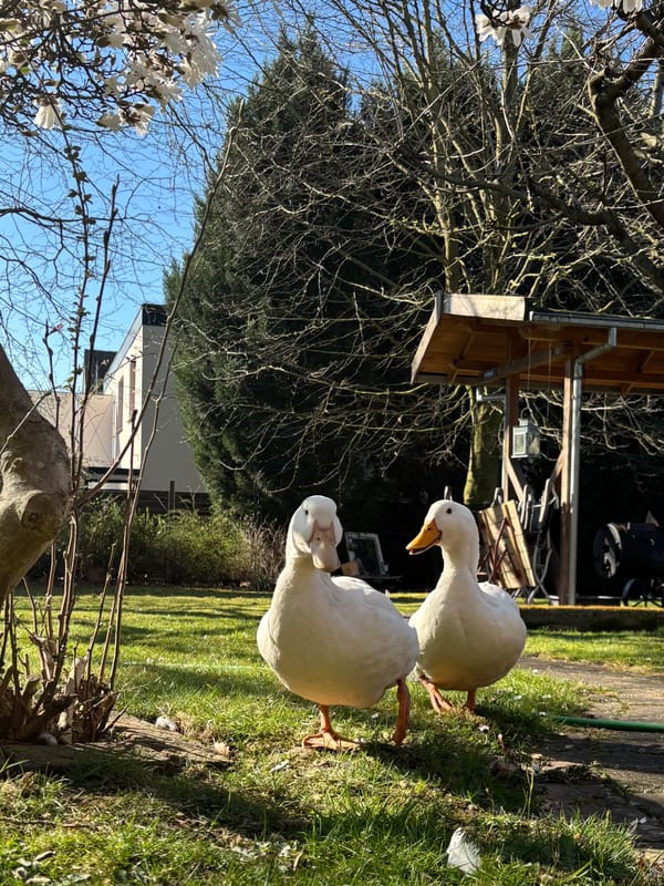 11. Haben Enten eigentlich Angst – oder nur Menschen?