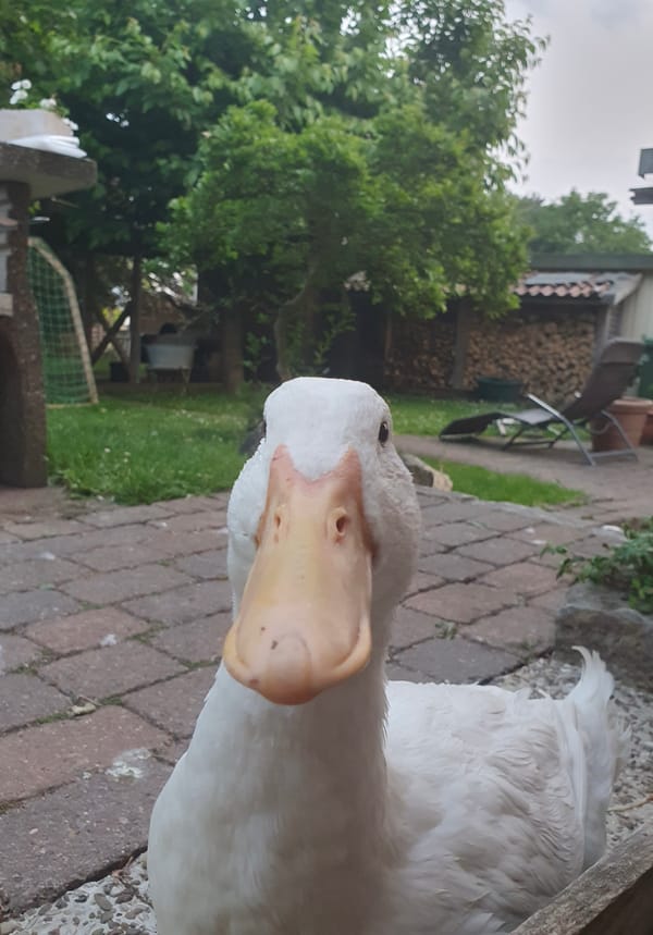 13. Zweifel und Schnabel