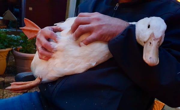 15. Wenn Hormone regieren – oder: Was Enten uns über das Miteinander lehren