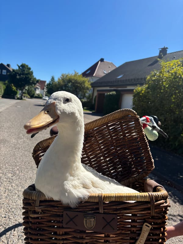 17. Von Enten, einem Hormonchip – und der Frage, was sich wirklich ändern muss