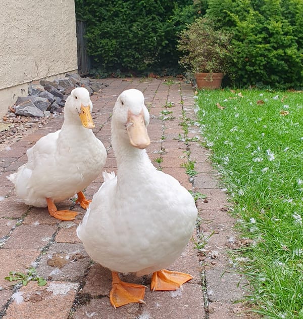 18. Von Schnattern, Schweigen und wirklichem Zuhören