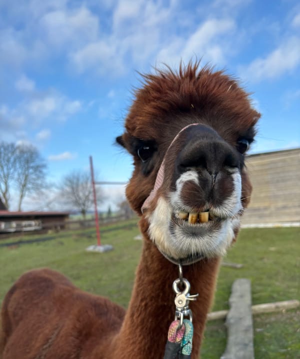 22. Gott hält das Gebüsch aus