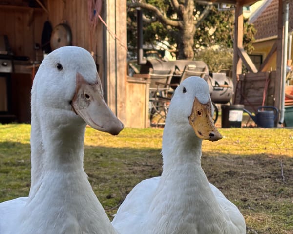 23. Hilde humpelt immer noch